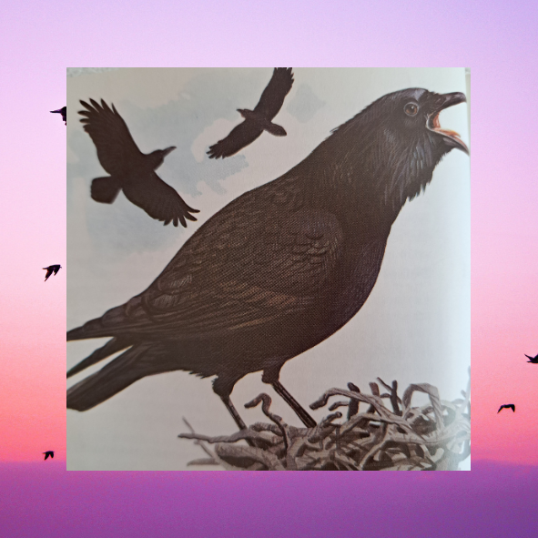 Bestimmungsbuch Vögel Mittel- und Nordeuropas