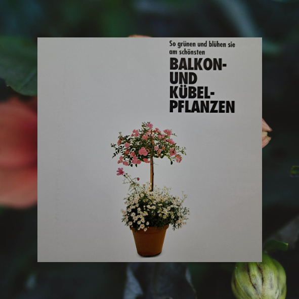 Balkon und Kübelpflanzen