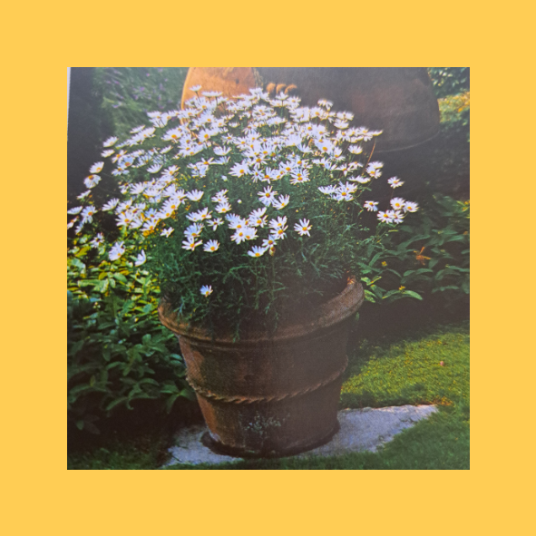 Der Topfgarten