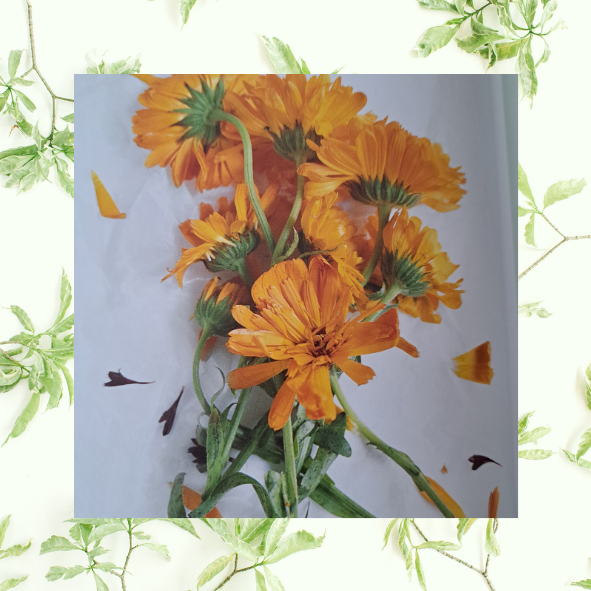Kräuter & Blüten