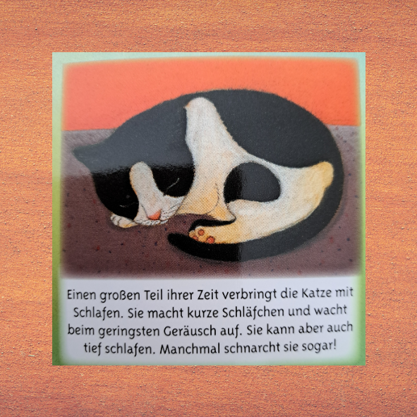 Was ist das? Sehen und lernen Katze