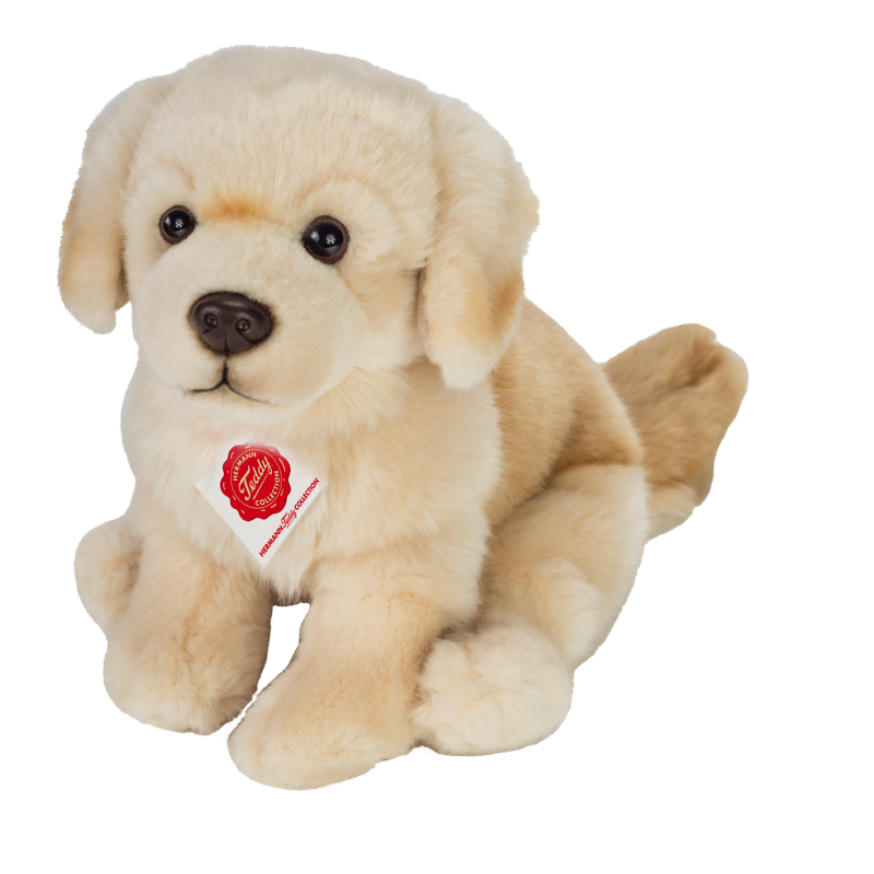Golden Retriever von Teddy Hermann